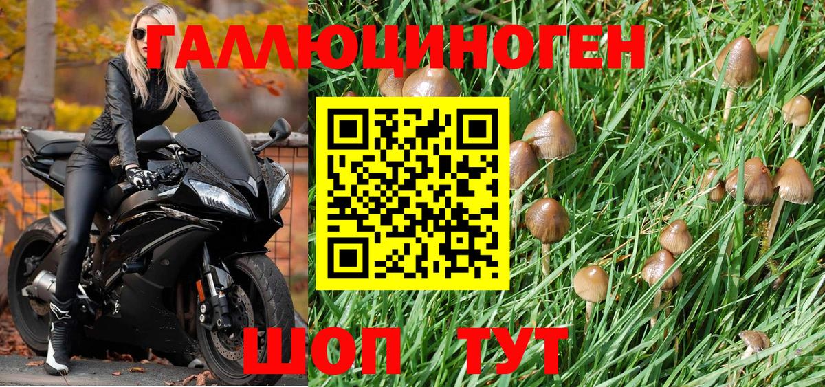 Псилоцибиновые грибы Psilocybe Сарапул
