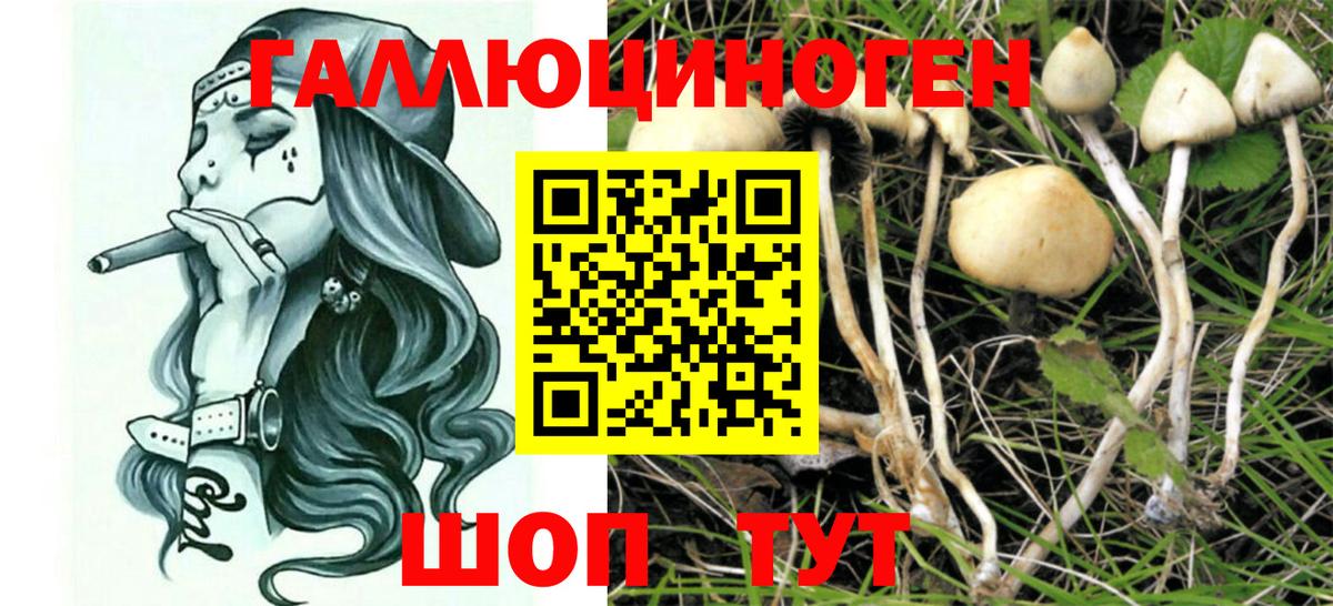 Сарапул  Галлюциногенные грибы Psilocybine cubensis  Вход с VPN 